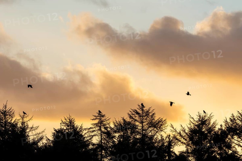 In the first morning light, some ravens (Corvus corax) gather at the edge of the forest, morning mood, Denmark