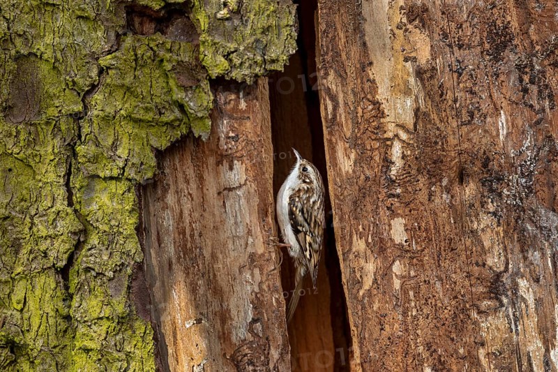 In contrast to nuthatches, the forest tree runner (Certhia familiaris) cannot run down tree trunks upside down, nesting site, Denmark
