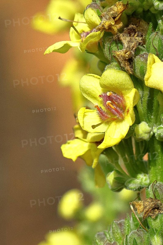 Black mullein (Verbascum nigrum), flowers, inflorescence, detailed view of single flower, in a natural garden, close-up, Wilnsdorf, North Rhine-Westphalia, Germany