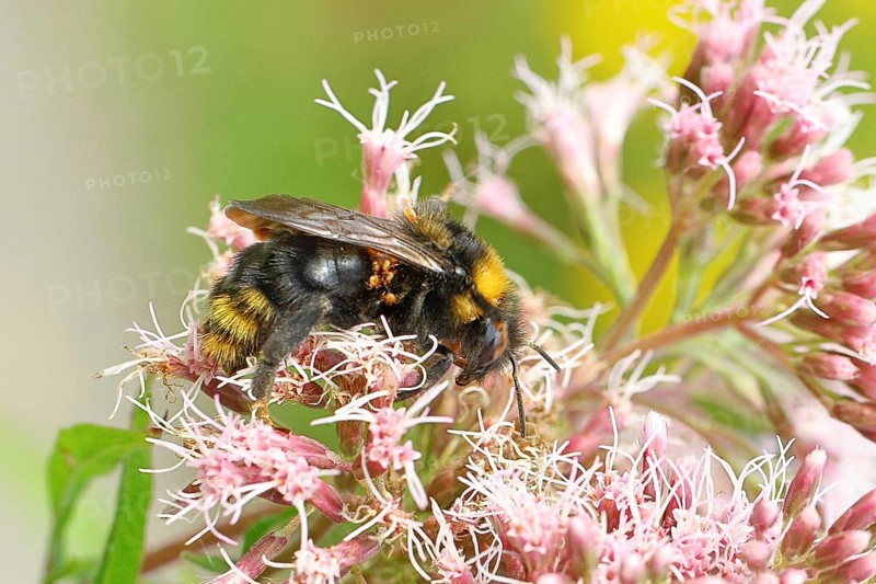 Rock bumblebee (Bombus lapidarius) sitting on common water mist (Asteraceae), afflicted with mites, close-up, Wilnsdorf, North Rhine-Westphalia, Germany