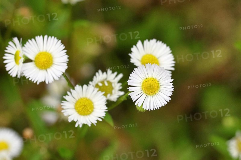Annual professional herb (Erigeron annuus), white-yellow flowers on the roadside in the field, Wilnsdorf, North Rhine-Westphalia, Germany