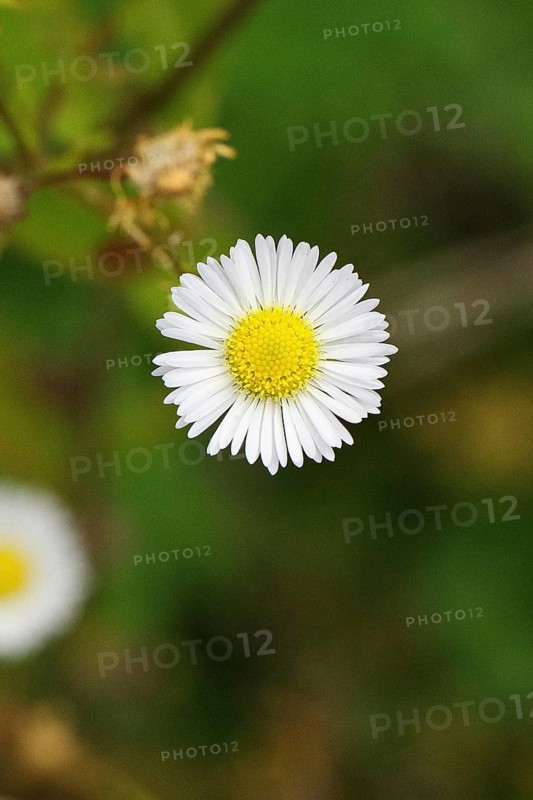 Annual herb (Erigeron annuus), white-yellow flower on the roadside in the field, Wilnsdorf, North Rhine-Westphalia, Germany