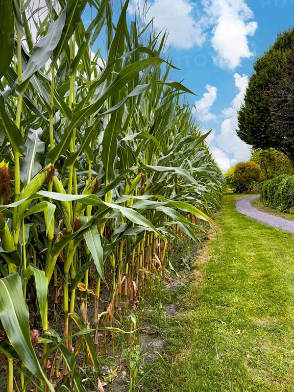 View along the edge of corn field with tall tall corn plants, Germany