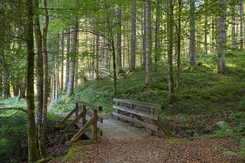 Trail with bridge, deciduous forest on Suttensee, wetland, Mangfall Mountains, Rottach-Egern, Upper Bavaria, Bavaria, Germany