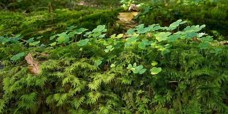 Clover (Trifolium) in the forest, clover leaves, clover view, Upper Bavaria, Bavaria, Germany