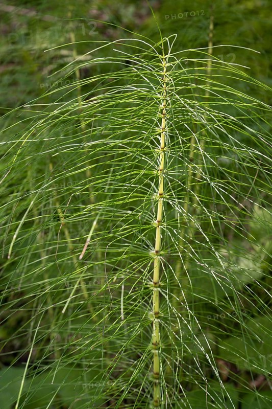 Fern, close-up, wetland, Mangfall Mountains, Rottach-Egern, Upper Bavaria, Bavaria, Germany