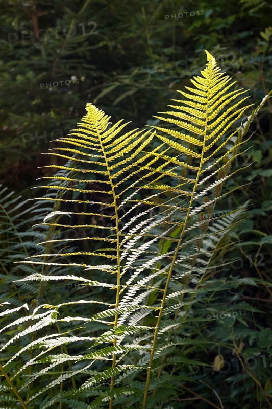Fern against light, close-up, wetland, Mangfall Mountains, Rottach-Egern, Upper Bavaria, Bavaria, Germany