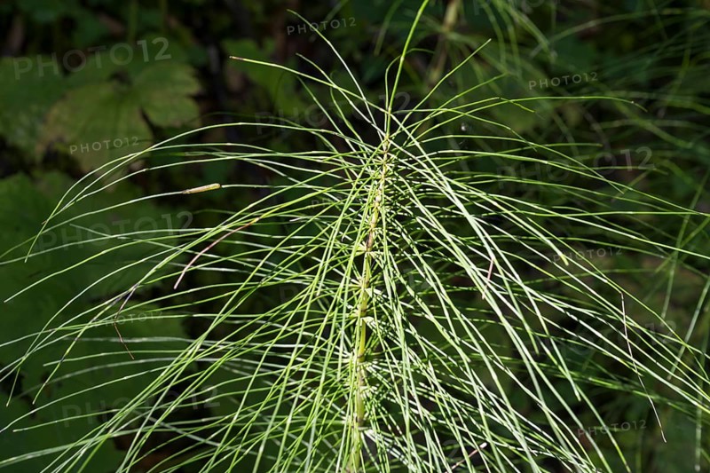 Fern, close-up, wetland, Mangfall Mountains, Rottach-Egern, Upper Bavaria, Bavaria, Germany