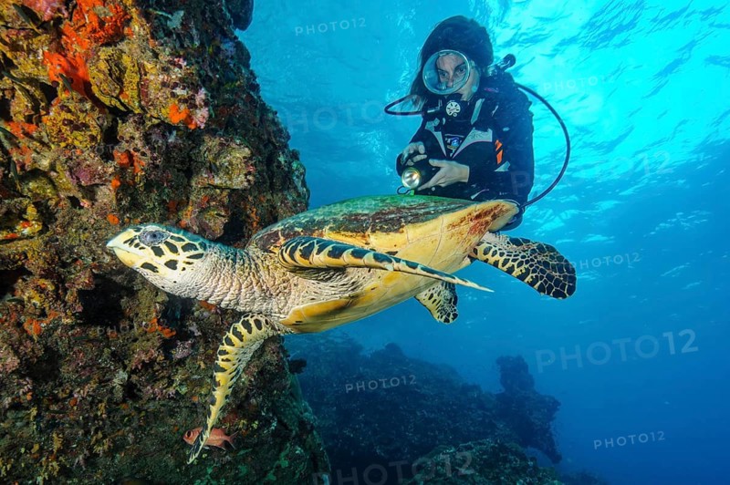 Underwater photo viewed up close by diver Hawksbill turtle (Eretmochelys imbricata) swimming on steep wall drop off of coral reef, Indian Ocean, Andaman Sea, Thailand