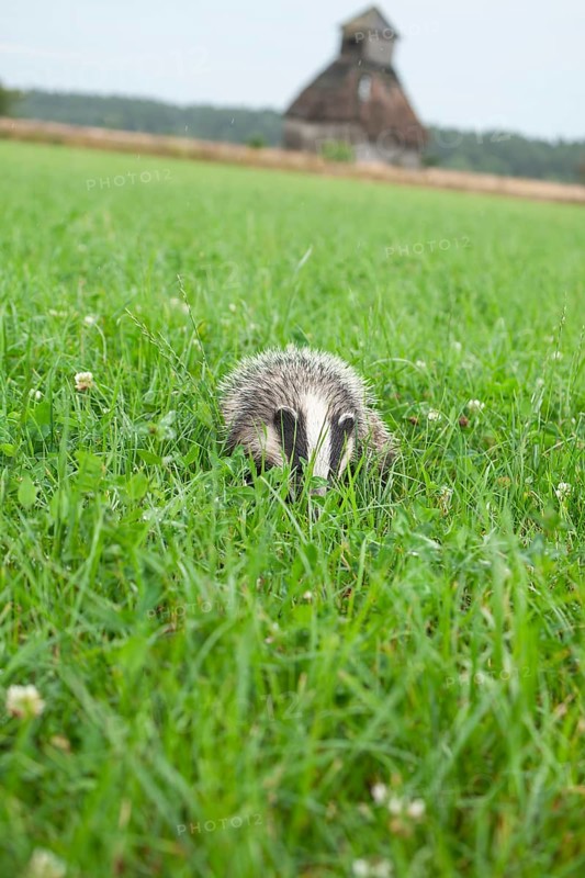 Quiet badger in the green grass of the LÃ¼neburger Heide