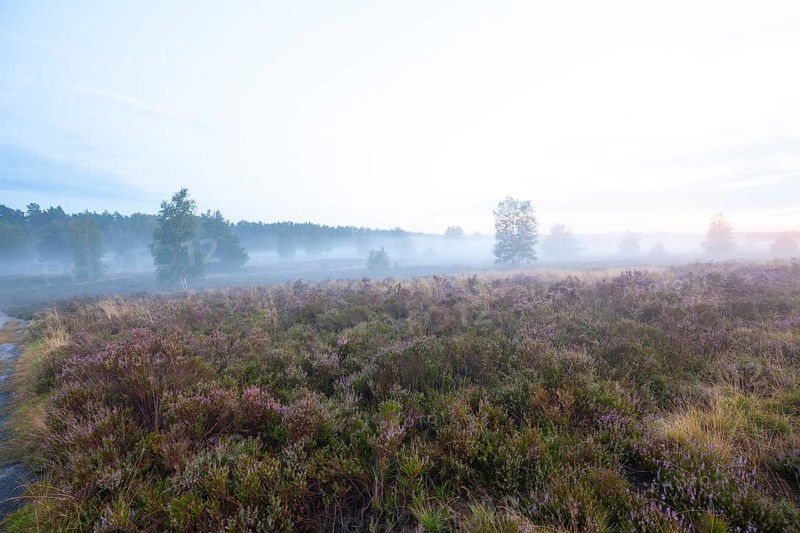 Soft morning fog in the Behringer Heide in late summer. Early fog over the quiet LÃ¼neburger Heide in August