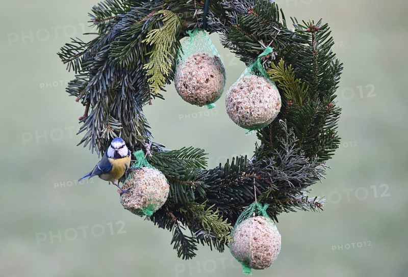 Blue tits (Cyanistes caeruleus) eat suet balls on a Christmas wreath, Schleswig-Holstein, Germany