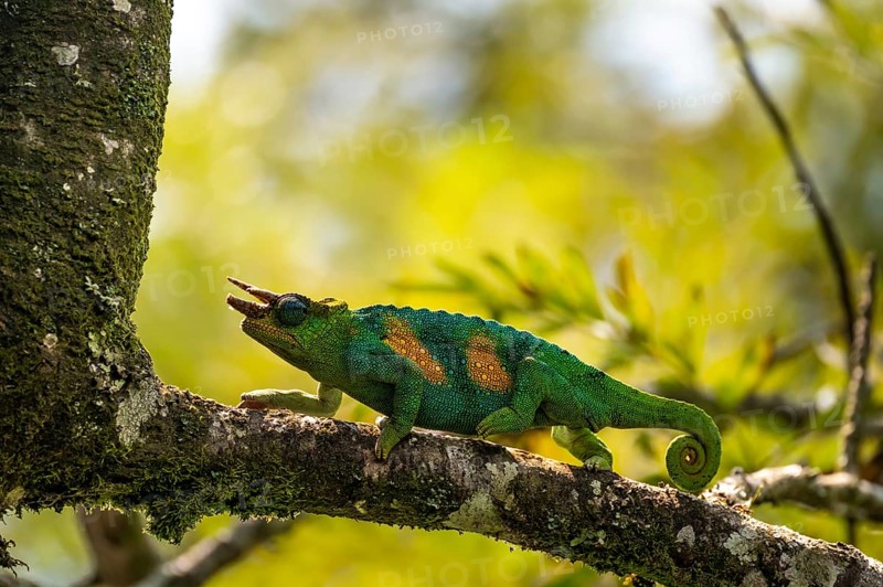 Three-horned chameleon (Trioceros jacksonii), male, Bwindi Impenetrable Forest National Park, Uganda