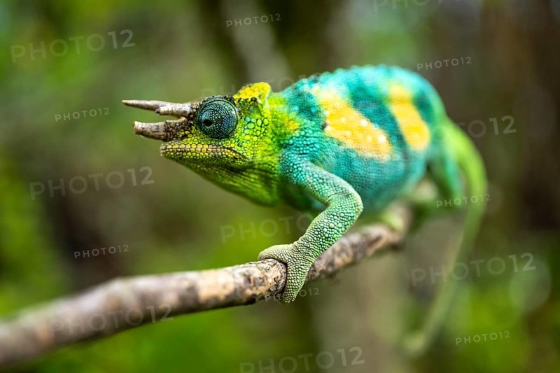 Three-horned chameleon (Trioceros jacksonii), male, Bwindi Impenetrable Forest National Park, Uganda
