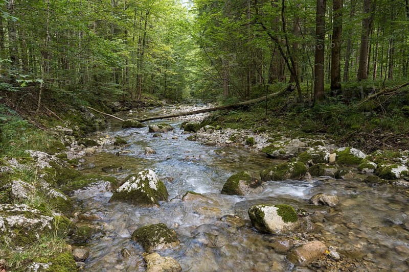 River Rottach, Gebirgsflussw im Wald, Rottach-Egern, Mangfall Mountains, Upper Bavaria, Bavaria, Germany