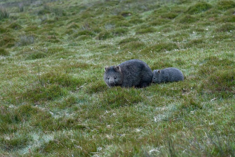 Wombat baby follows his mother in the grasslands of Cradle Mountains National Park in Tasmania, Australia