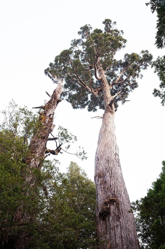 A very large and old King Billy pine (Athrotaxis selaginoides) an ancient conifer in Cradle Mountains National Park, Tasmania, Australia