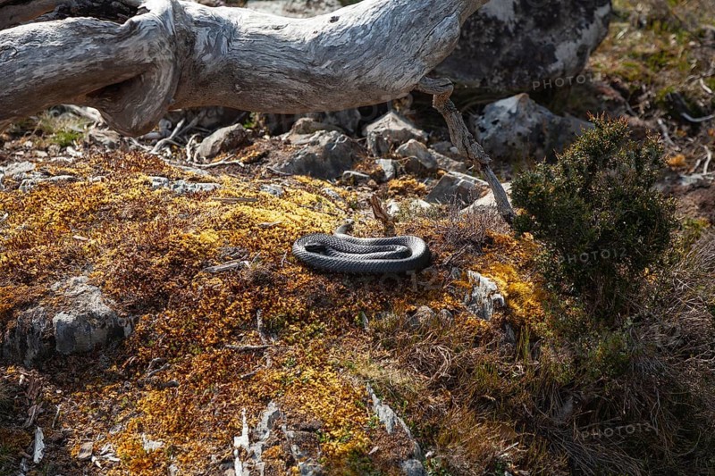 Curled snake (Tiger Snake) in the sun on the way in Cradle Mountains National Park, Tasmania, Australia