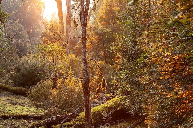 Tasmanian deciduous tree (Nothofagus gunnii) at sunrise, with illuminated sun and beautiful morning atmosphere in the forest of the Cradle Mountains National Park, Tasmania