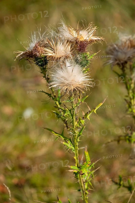 Common thistle (Cirsium vulgare), seed stand, Netherlands