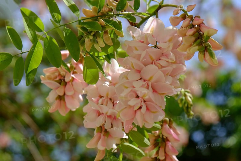 Bristly black locust (Robinia hispida), flower, Silves, Algarve, Portugal