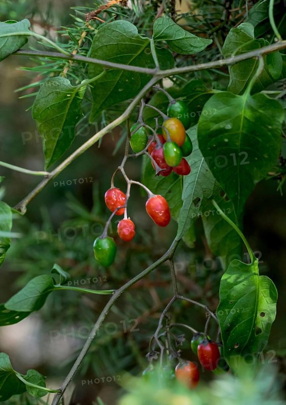 Bittersweet nightshade (Solanum dulcamara), Netherlands