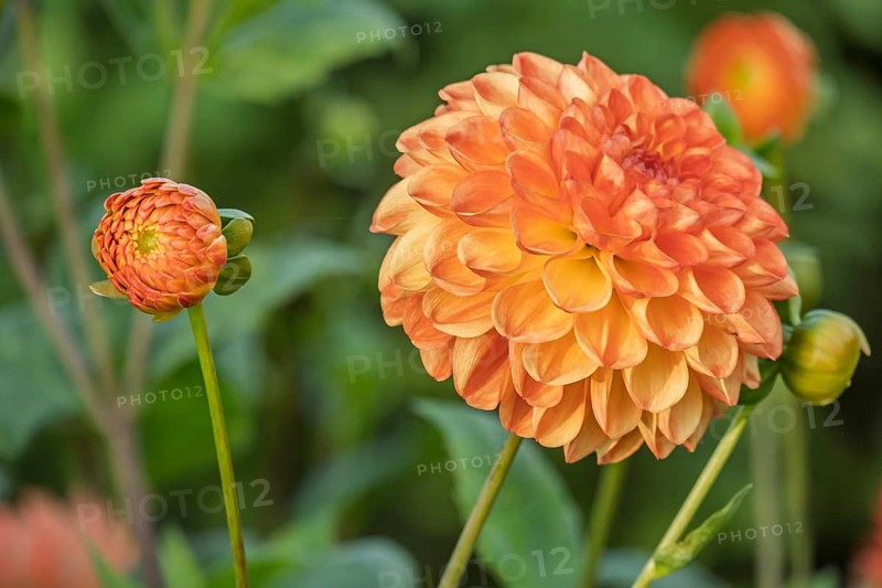 Dahlia (Dahlia), North Rhine-Westphalia, Germany
