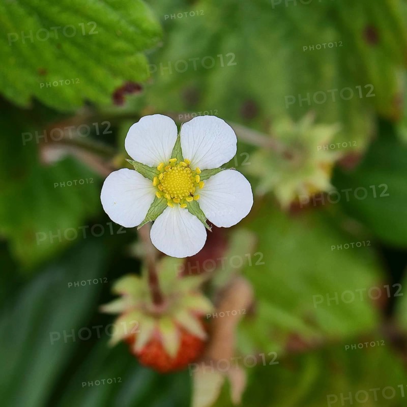 Forest strawberry (Fragaria vesca), in bloom, wild strawberry blossom, close-up, Wilnsdorf, North Rhine-Westphalia, Germany