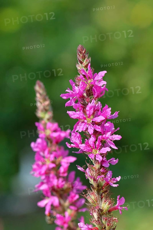 Common willow (Lythrum salicaria), flower, blooming, Wilnsdorf, North Rhine-Westphalia, Germany