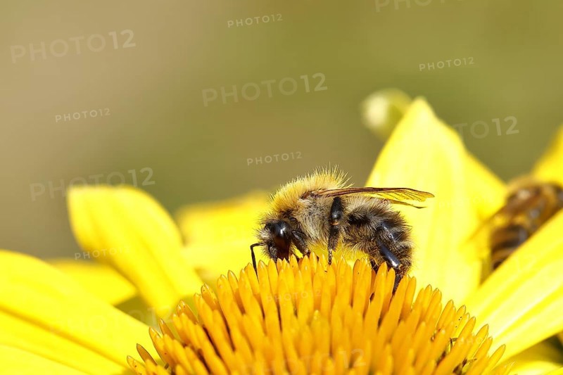 Field bumblebee (Bombus pascuorum) collecting nectar at the flower of a coneflower (Echinacea), close-up, Wilnsdorf, North Rhine-Westphalia, Germany