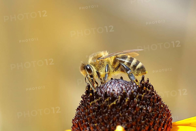 European honey bee (Apis mellifera), collecting nectar from a flower of yellow coneflower (Echinacea paradoxa), macro photo, Wilnsdorf, North Rhine-Westphalia, Germany