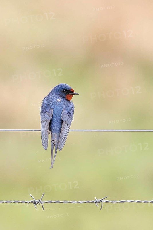 Barn swallow (Hirundo rustica) sitting on a pasture fence, wildlife, animals, birds, swallows, migratory bird, ox bog, DÃ¼mmer See nature park Park, HÃ¼de, Lower Saxony, Germany