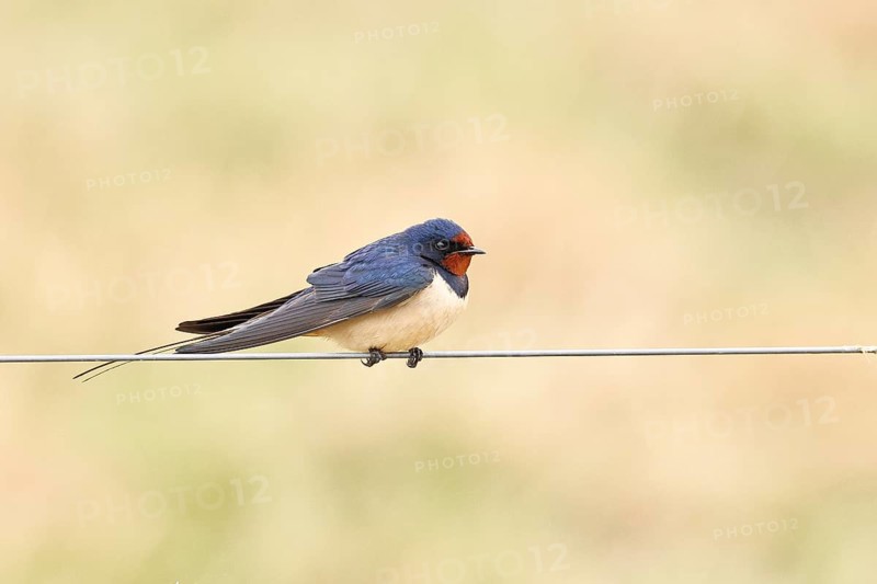 Barn swallow (Hirundo rustica) sitting on a pasture fence, wildlife, animals, birds, swallows, migratory bird, ox bog, DÃ¼mmer See nature park Park, HÃ¼de, Lower Saxony, Germany
