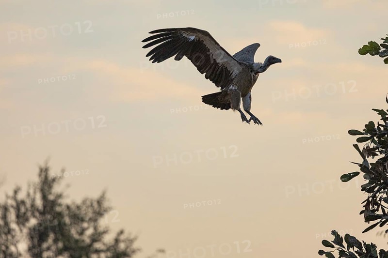 White-backed Vulture (Gyps bengalensis) Zambia