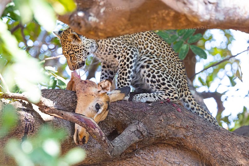Leopard (Panthera pardus) male cub feeding on Impala kill Zambia