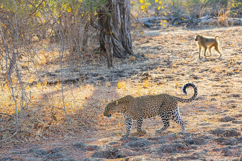 Leopard (Panthera pardus) female Zambia