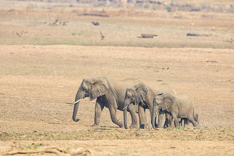 African Elephant (Loxodonta africana) family crossing Luangwa Valley Zambia