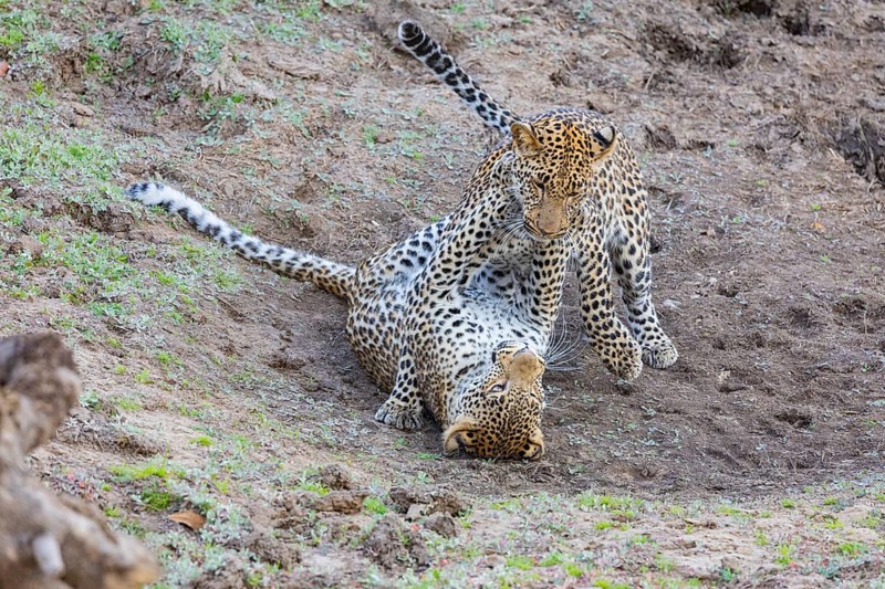 Leopard (Panthera pardus) two cubs 12 month old playing Zambia