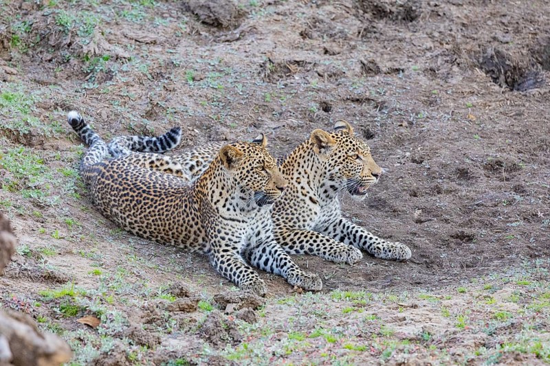 Leopard (Panthera pardus) two brothers Zambia