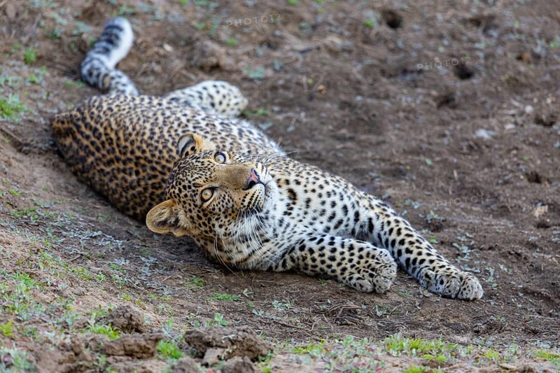 Leopard (Panthera pardus) cub 12 month old Zambia