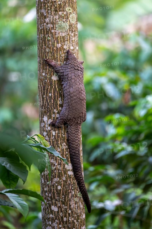 Pangolin climbing a tree, white-bellied pangolin (Phataginus tricuspis, Manis tricuspis), Western Region, Pangolin Rescue Center, Uganda