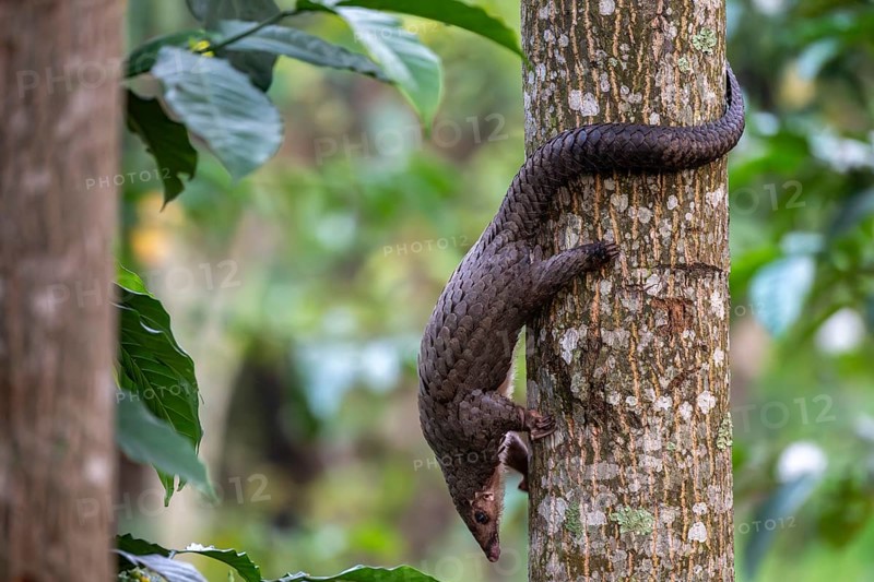 Pangolin climbing a tree, white-bellied pangolin (Phataginus tricuspis, Manis tricuspis), Western Region, Pangolin Rescue Center, Uganda