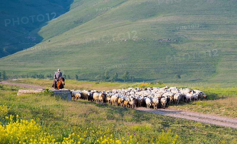 Shepherd with flock on a path through a summer pasture, near Zovaber, Kotayk province, Armenia