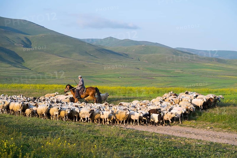 Shepherd drives flock of sheep through green hills in sunny weather, near Zovaber, Kotayk province, Armenia