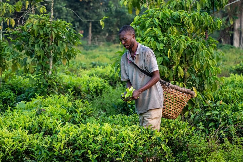 Worker on a tea plantation picking tea leaves, Western Region, Uganda