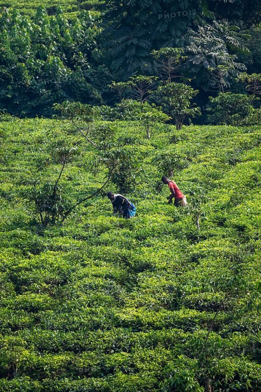 Worker on a tea plantation in the mountains, western region, Uganda