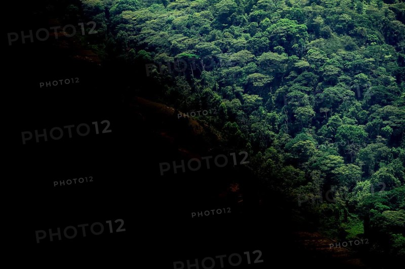 Symbolic image of deforestation, loss of rainforest, jungle, Bwindi Impenetrable Forest National Park, Uganda