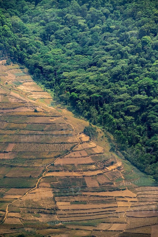 Contrast between forest and farmland, symbolic image of deforestation, loss of rainforest, jungle, Bwindi Impenetrable Forest National Park, Uganda
