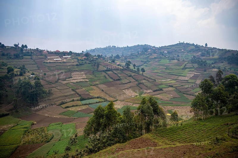Fields and agricultural land, symbol of deforestation, Uganda