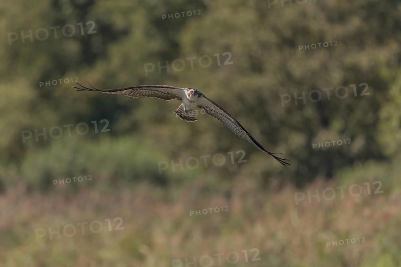 A majestic bird of prey flies across an open landscape under a clear blue sky and scans its surroundings. He is looking for food. Nature is peaceful around him. Bas Rhin, Alsace, France